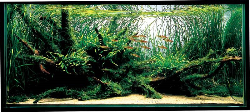 aquascaping tips voor beginners