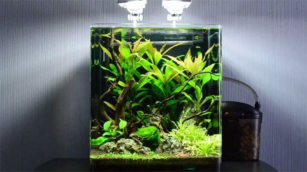 Een garnalen aquarium opstarten? mijn tips eerst!