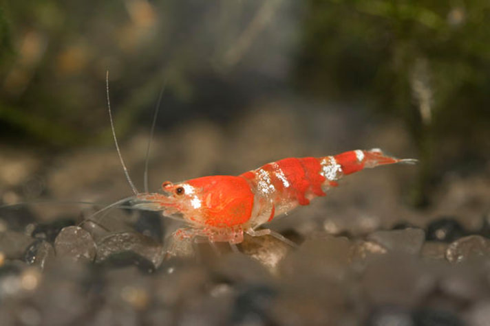 garnaal in aquarium