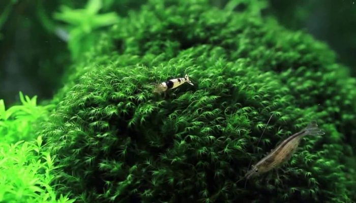 Een garnalen aquarium opstarten? Enkele tips! (deel 1)