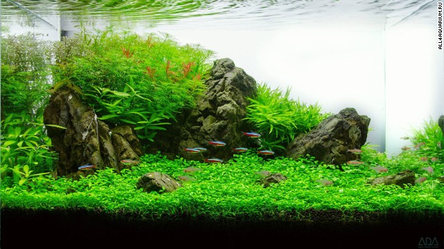 garnalen aquarium opstarten planten