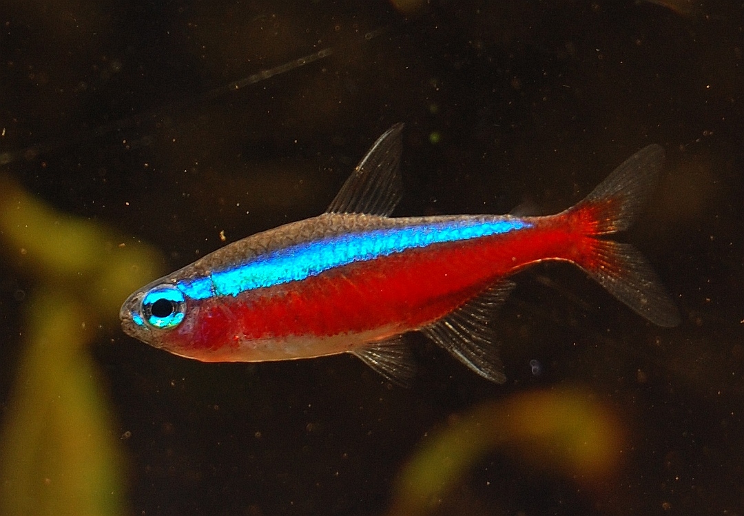 garnalen in aquarium met vissen