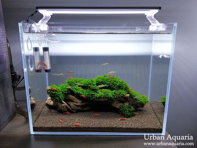 shrimp guard aquarium