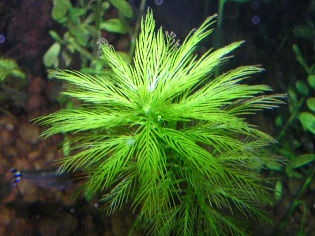 Myriophyllum aquaticum