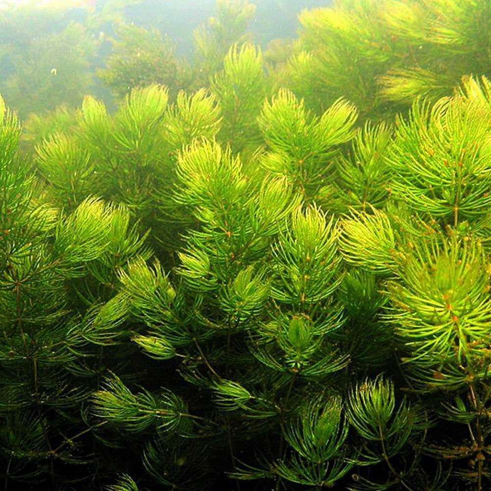 Correctie Gastvrijheid Lagere school Zuurstofplanten in je aquarium? 4 redenen waarom wél!