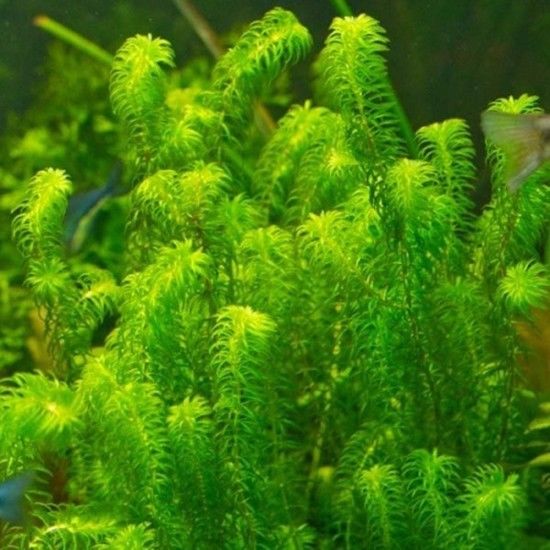 Correctie Gastvrijheid Lagere school Zuurstofplanten in je aquarium? 4 redenen waarom wél!