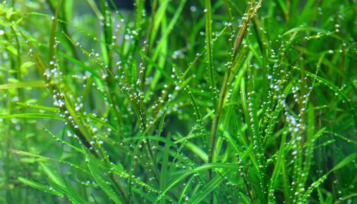 Zuurstofplanten in het aquarium: 4 redenen waarom je ze moet hebben!