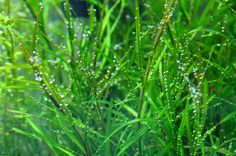 Correctie Gastvrijheid Lagere school Zuurstofplanten in je aquarium? 4 redenen waarom wél!