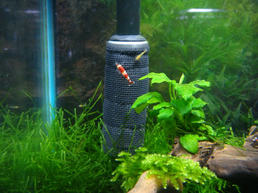 filter garnalen aquarium