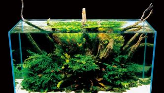 Garnalen aquarium inrichten: waar je op moet letten (deel 2)