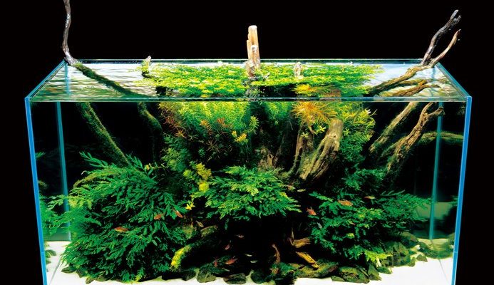 Garnalen aquarium inrichten: waar je op moet letten (deel 2)