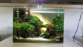 Aquarium inspiratie: “Down the Hunter’s path” van Stefan Pracht