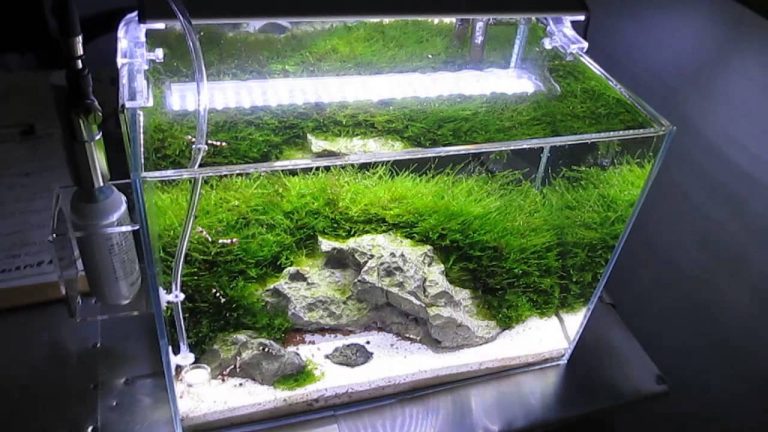 Diversiteit Nutteloos Nest Zuurstofplanten in je aquarium? 4 redenen waarom wél!