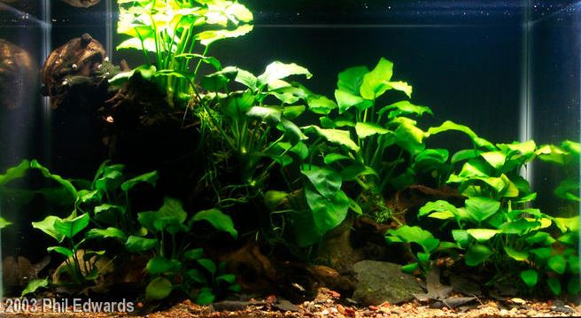 Aquariumhout: welke soorten hout, & inspiratie! | Aquascaping-blog