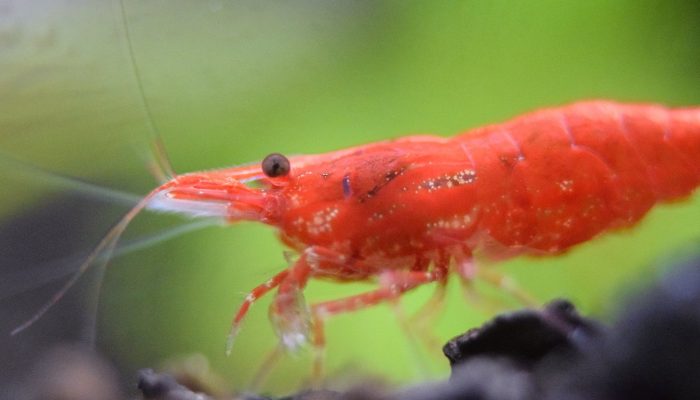 vuurgarnaal in het aquarium