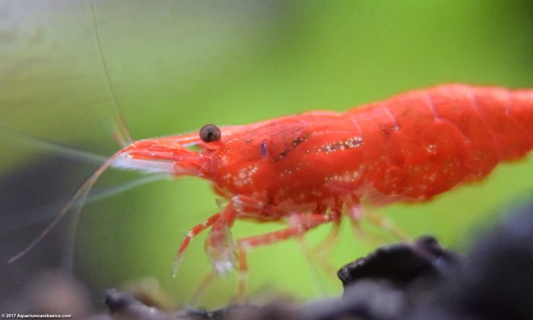 vuurgarnaal in het aquarium