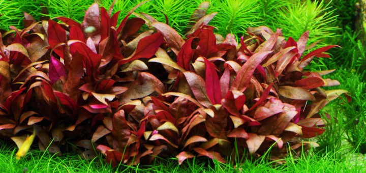 alternanthera-reineckii-mini