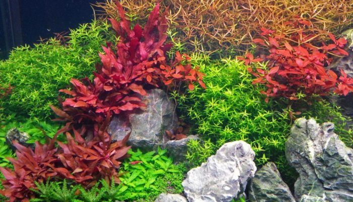 alternanthera reineckii verzorging