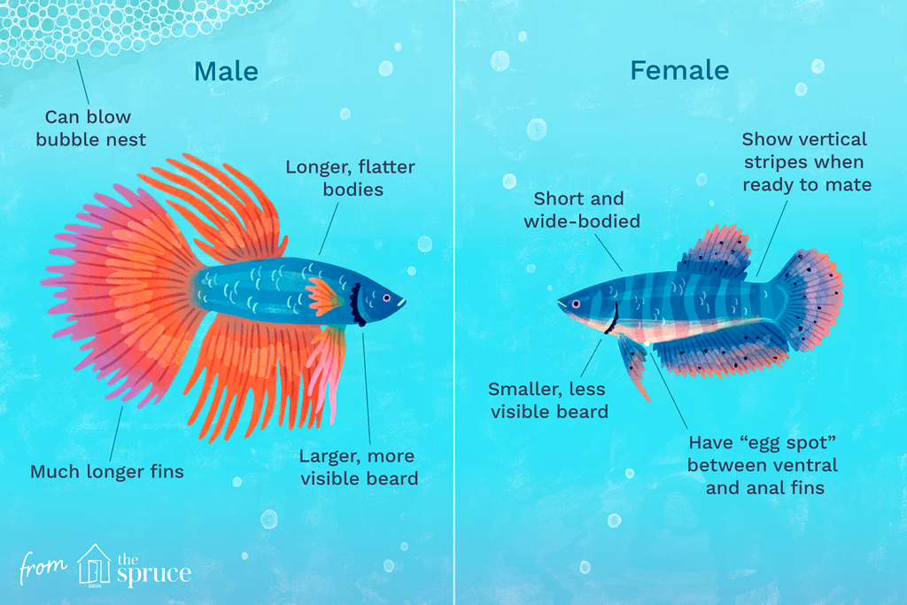 compleet Acquiesce logboek De betta vis: een uitgebreide introductie | AquascapingBlog