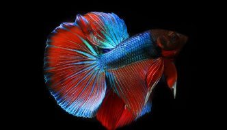 betta aquarium introductie