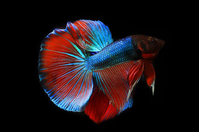 betta aquarium introductie