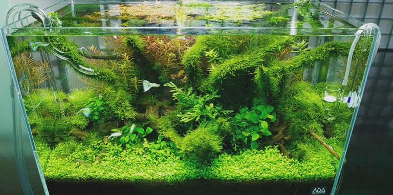 aquascape met javamos