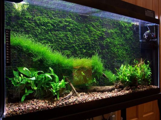 overhead Armstrong gisteren Javamos in je aquarium: zo houd je hem gezond | AquascapingBlog