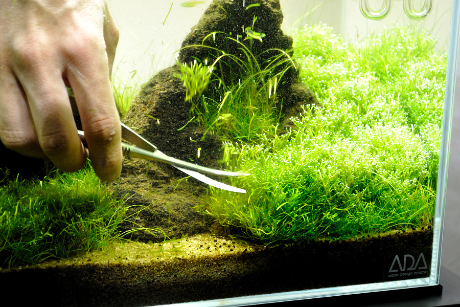 overhead Armstrong gisteren Javamos in je aquarium: zo houd je hem gezond | AquascapingBlog