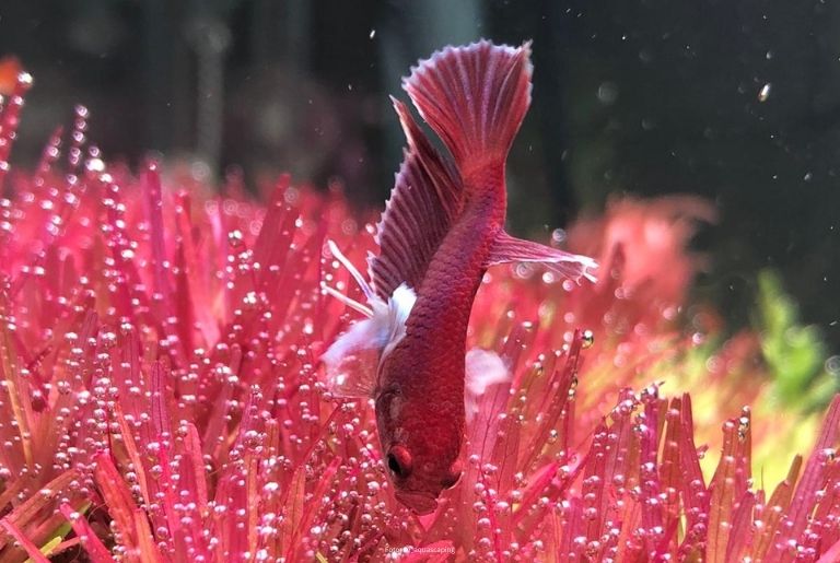 Betta in aquarium