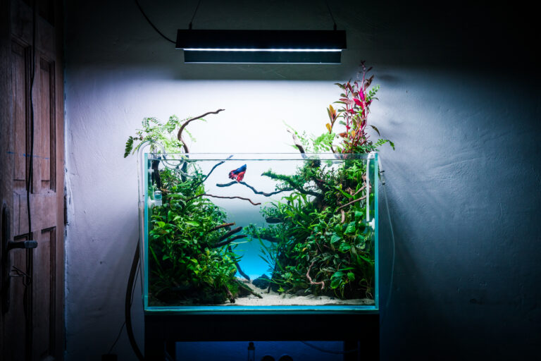 bibliothecaris Pa hiërarchie Veilig de CO2 verhogen in je aquarium doe je zo!